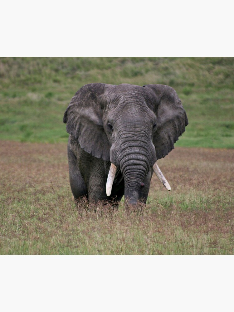 Thumbnail 5 of 5, Mouse Pad, Elephant designed and sold by blackmamba5.