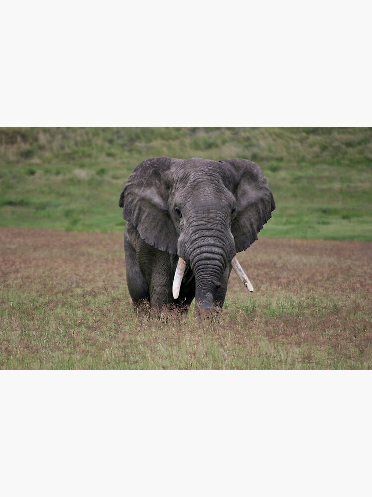 Thumbnail 2 of 2, Laptop Skin, Elephant designed and sold by blackmamba5.