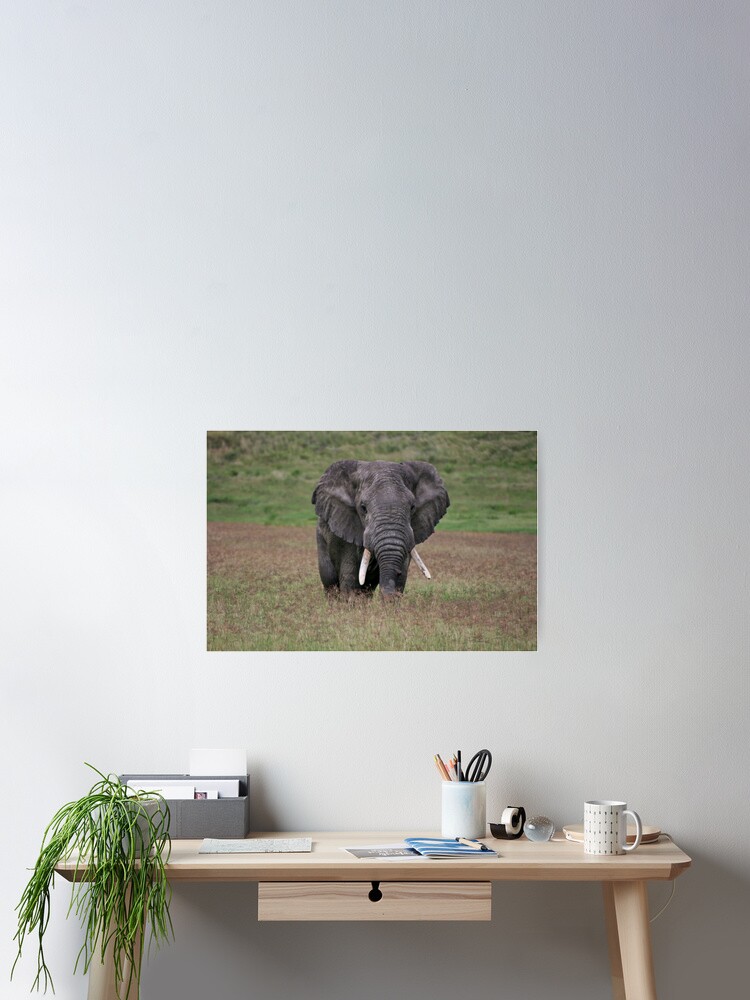 Thumbnail 2 of 3, Poster, Elephant designed and sold by blackmamba5.