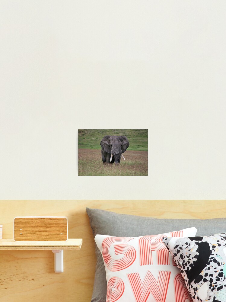 Thumbnail 2 of 3, Photographic Print, Elephant designed and sold by blackmamba5.
