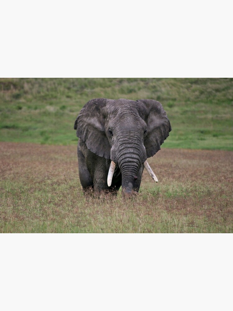 Thumbnail 2 of 2, Greeting Card, Elephant designed and sold by blackmamba5.