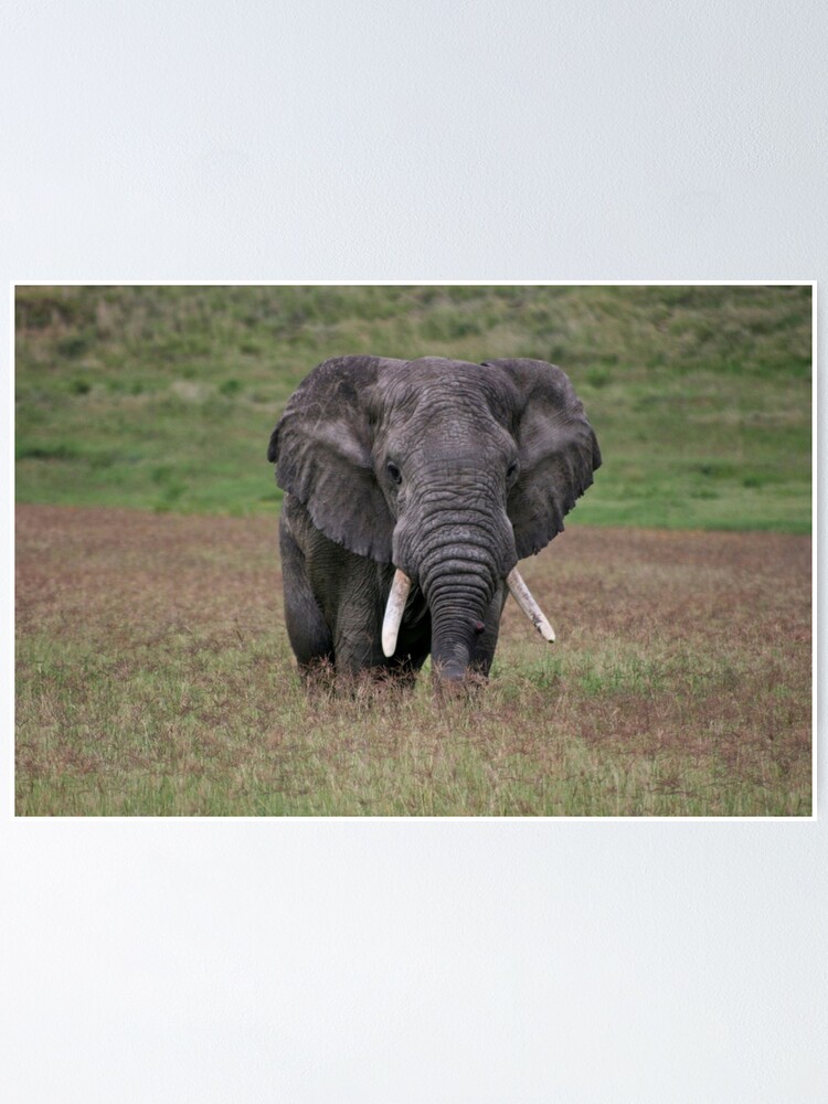 Thumbnail 1 of 3, Poster, Elephant designed and sold by blackmamba5.