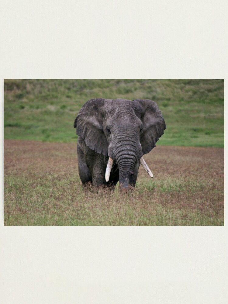 Thumbnail 1 of 3, Photographic Print, Elephant designed and sold by blackmamba5.