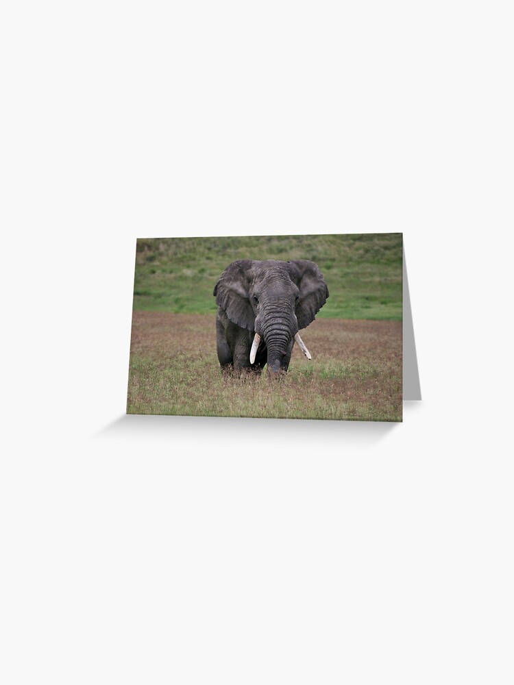 Thumbnail 1 of 2, Greeting Card, Elephant designed and sold by blackmamba5.