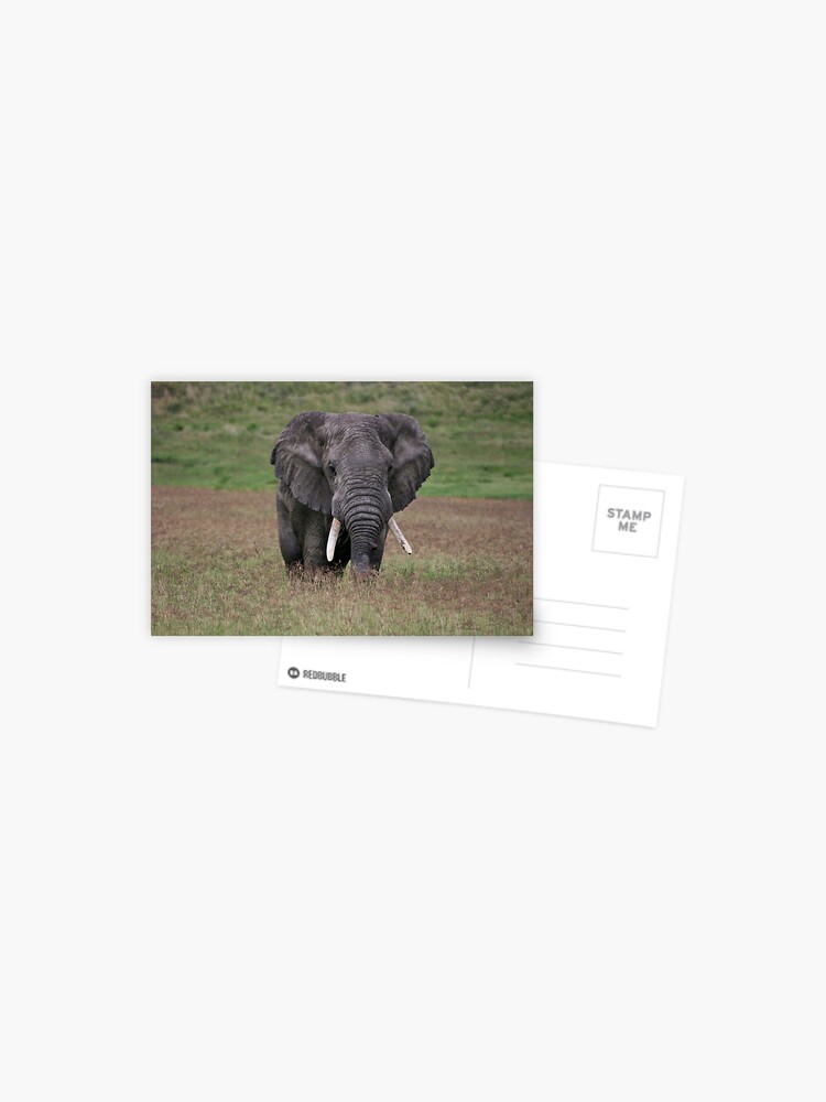Thumbnail 1 of 2, Postcard, Elephant designed and sold by blackmamba5.