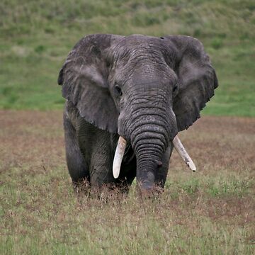 Artwork thumbnail, Elephant by Tristan Barrington Photography