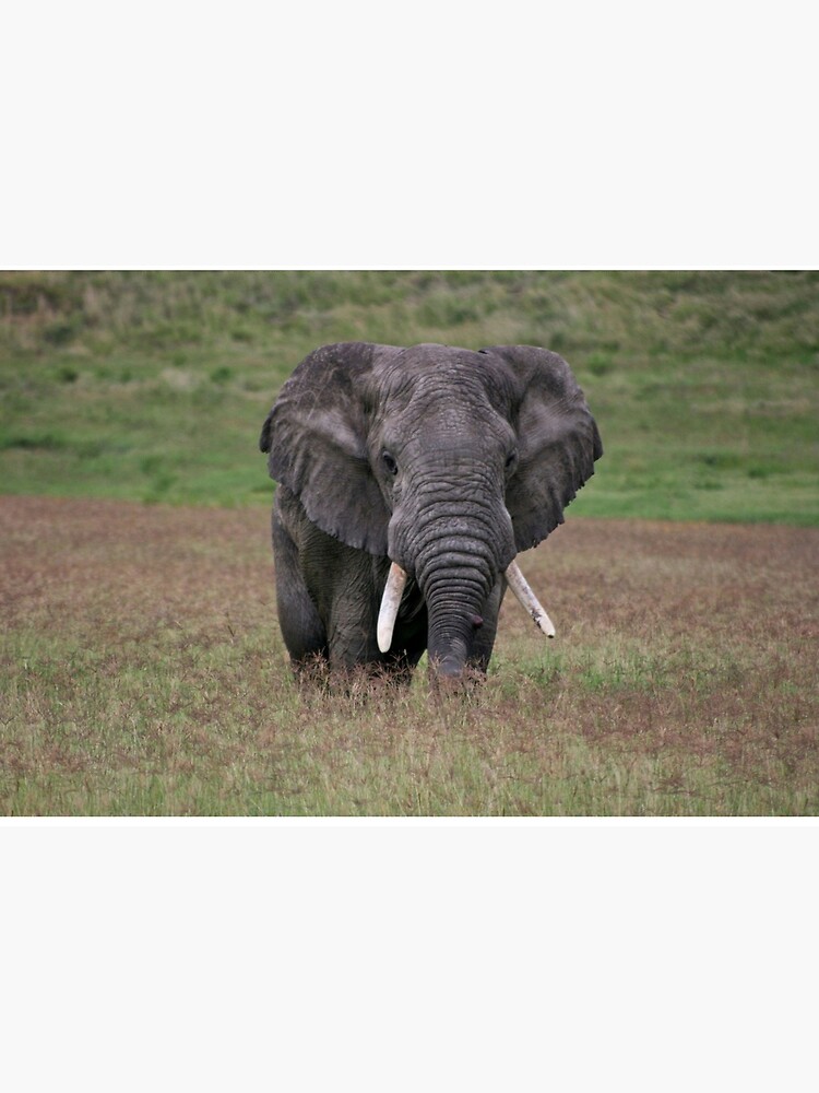 Thumbnail 2 of 2, Jigsaw Puzzle, Elephant designed and sold by blackmamba5.