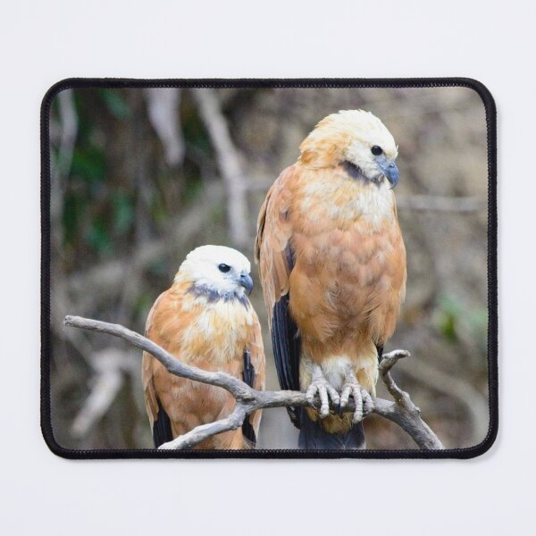 Item preview, Black-collared Hawks designed and sold by Tristan Barrington Photography.