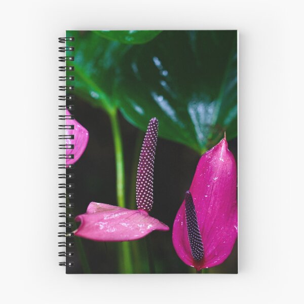 Item preview, Pink Anthuriums designed and sold by ADM  Photography.