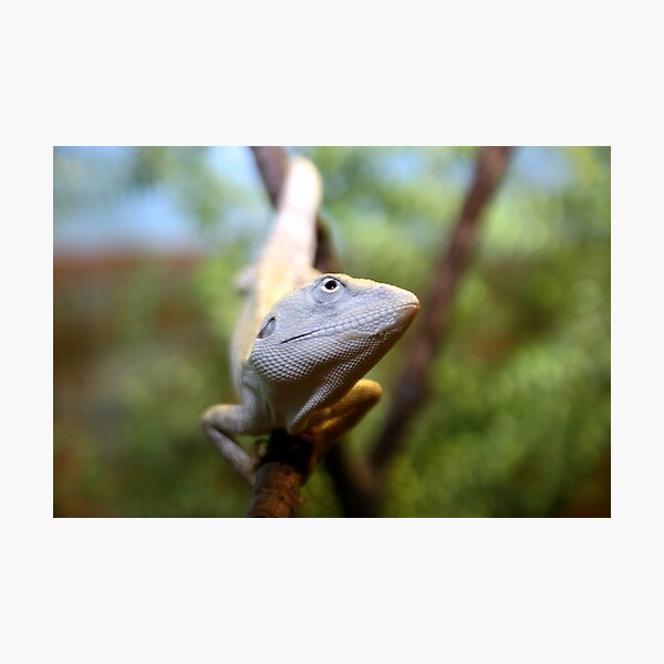 Item preview, Lizard Ego designed and sold by FusionPhotography.