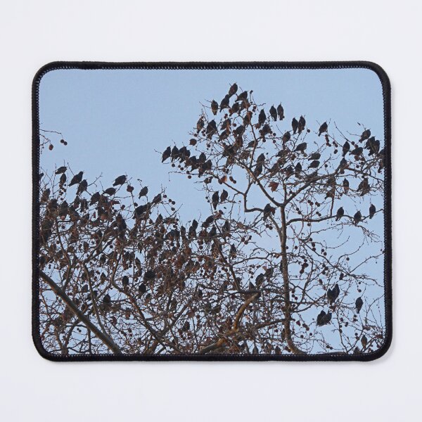 Item preview, The Birds. designed and sold by Paul Pasco.