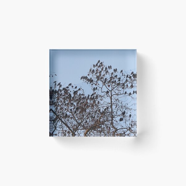 Item preview, The Birds. designed and sold by Paul Pasco.