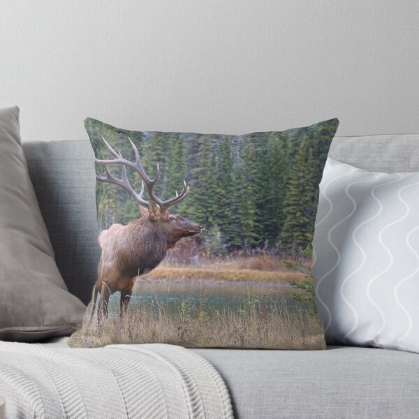Artikelvorschau, Netter Stier entlang des Bogens entworfen und verkauft von James (820Photography) Anderson.