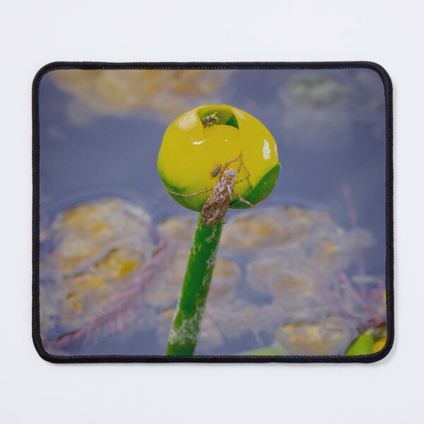 Item preview, Lollipop bonanza designed and sold by Dead-Moroz.
