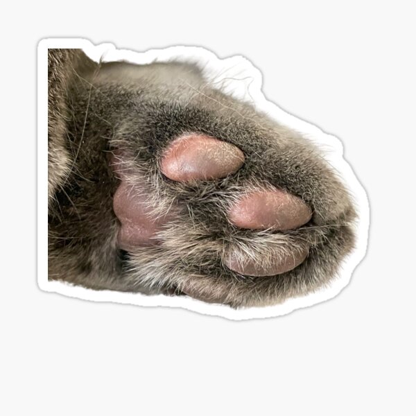 cat paw Sticker