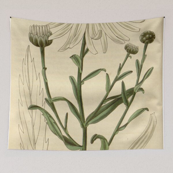 Item preview, Leucanthemella serotina Curtis's 1827 designed and sold by EsotericBotanic.