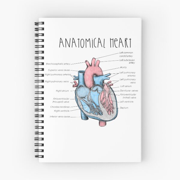 Item preview, Labeled Anatomical Heart Sketch designed and sold by princesssomo21.