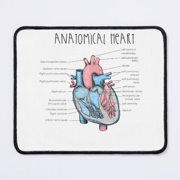 Item preview, Labeled Anatomical Heart Sketch designed and sold by princesssomo21.