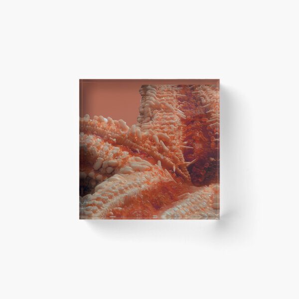 Item preview, Macro of a Dried Starfish designed and sold by MelBolin.