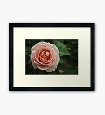 Delicate Pink Rose Framed Print