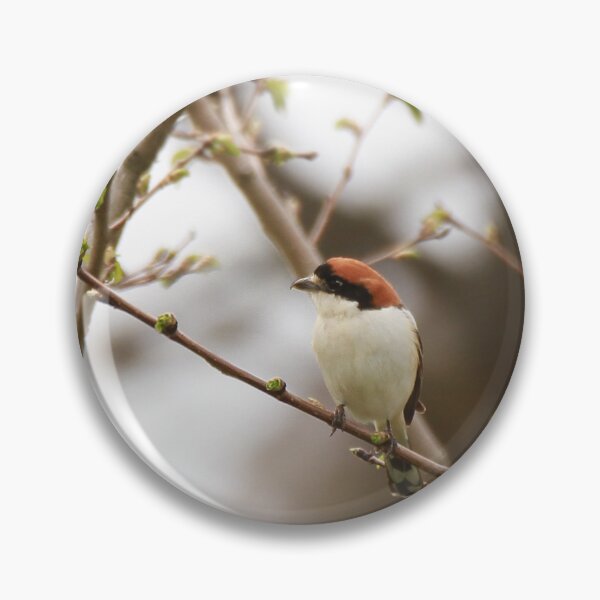 Item preview, Splendid Shrike designed and sold by miradorpictures.