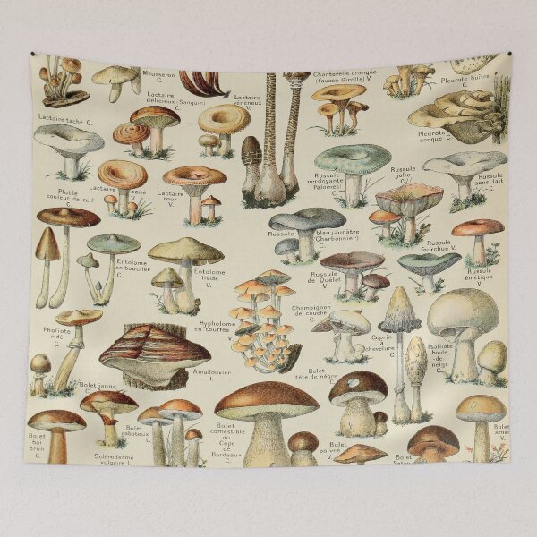 Item preview, Vintage Mushroom Chart - Adolphe Millot designed and sold by ind3finite.