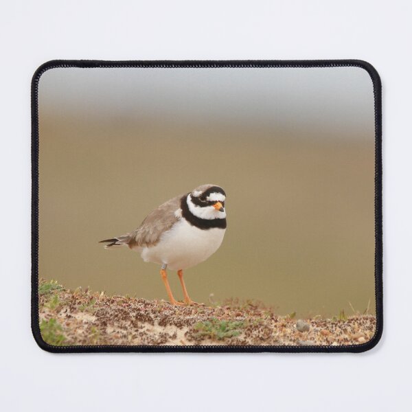 Item preview, Little ringed plover designed and sold by miradorpictures.