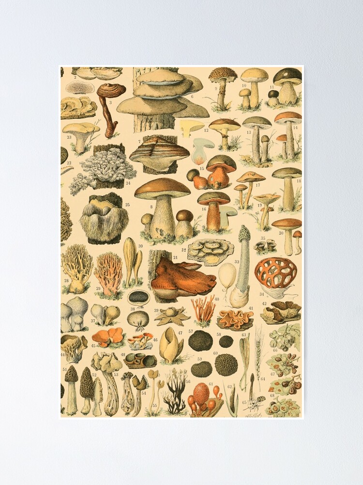 Vintage Mushroom Chart - Adolphe Millot | Poster