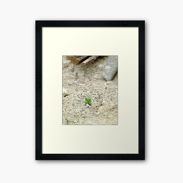 Plant Framed Art Print