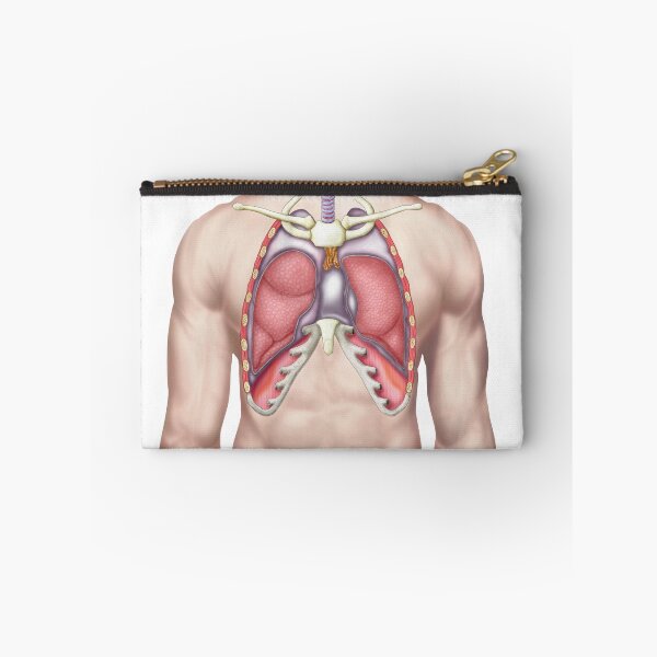 Item preview, Anatomy of human lungs in situ. designed and sold by StocktrekImages.