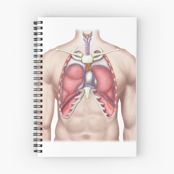 Item preview, Anatomy of human lungs in situ. designed and sold by StocktrekImages.