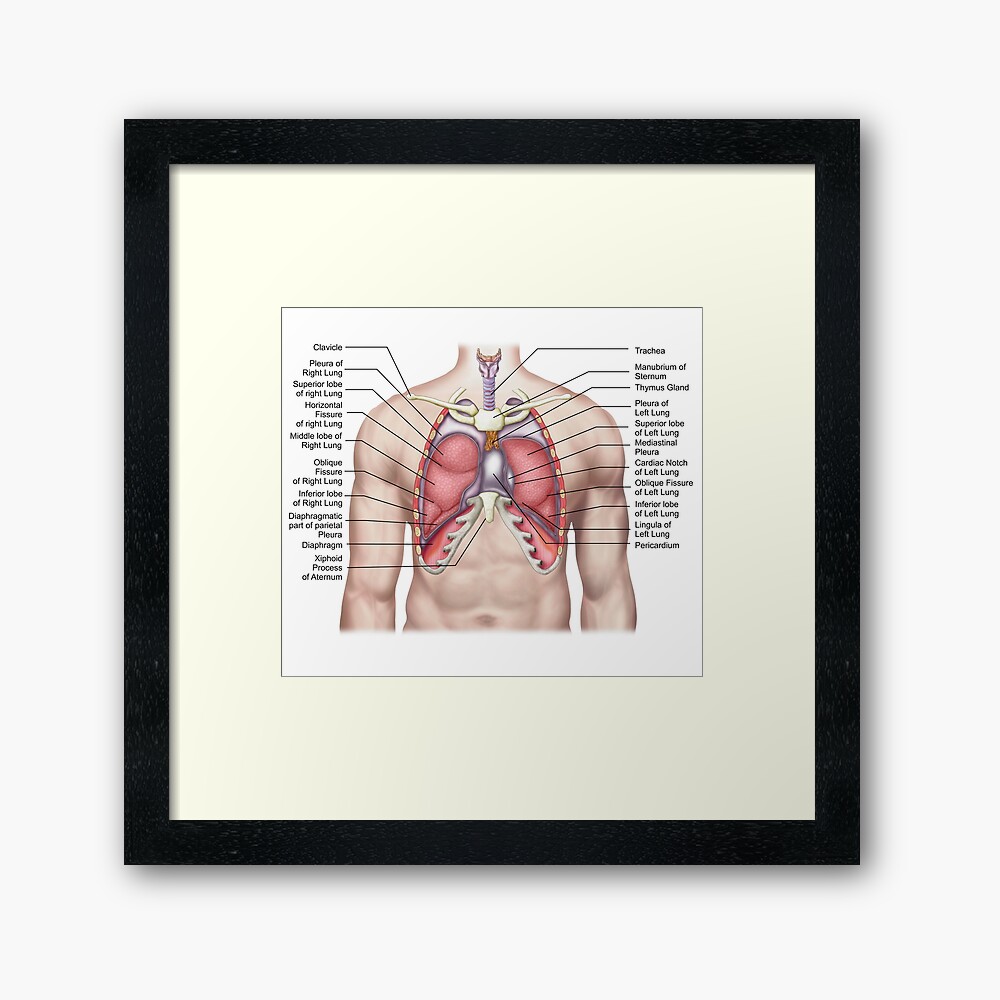 Anatomy of human lungs in situ. Photographic Print