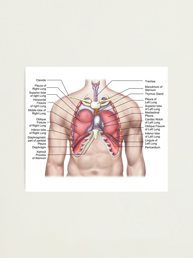 Anatomy of human lungs in situ. Photographic Print