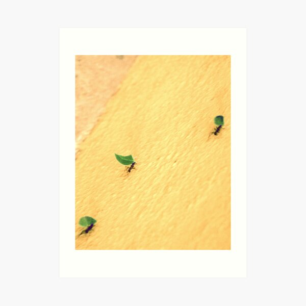 Leaf Cutter Ants Art Print