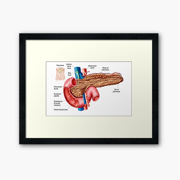 Item preview, Anatomy of pancreas. designed and sold by StocktrekImages.
