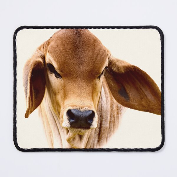 Item preview, BRAHMAN CALF, designed and sold by Barbara Jean Photo Art And Design.