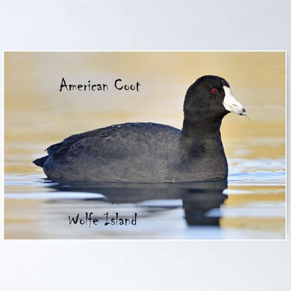 Item preview, Wolfe Island Birds American Coot designed and sold by qlajt.