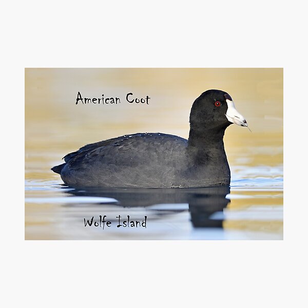 Item preview, Wolfe Island Aves Focha Americana designed and sold by qlajt.