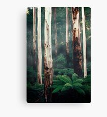 Otway Gums Canvas Print
