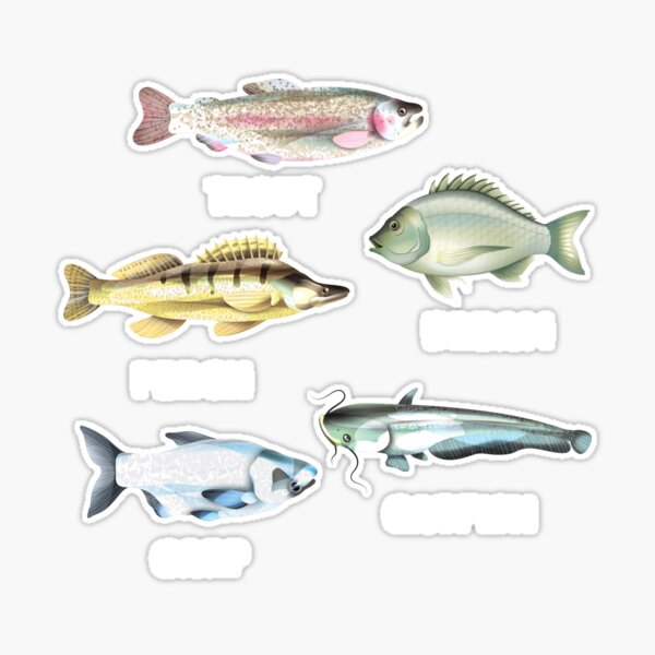 Fish Species Gift Fisherman Fishing Lover Types Of Fish Sticker for Sale  by Lenny Stahl
