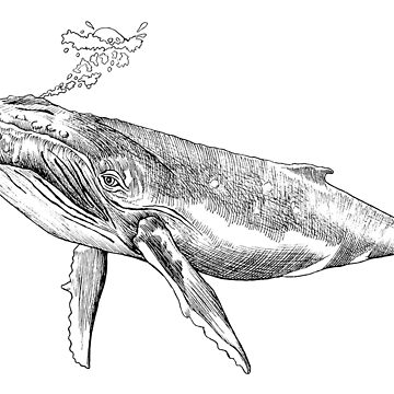 Artwork thumbnail, Humpback Whale with Bubbles by hildegunnhodne