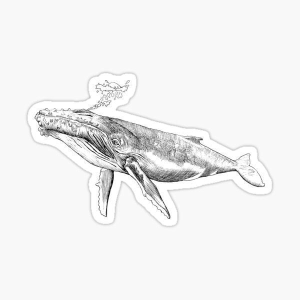 Humpback Whale with Bubbles Sticker