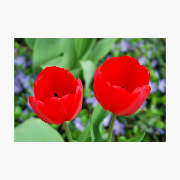 Item preview, Two Red Tulips designed and sold by Kathleen Brant.