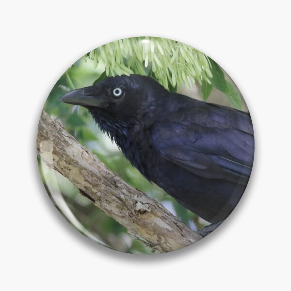 Item preview, Torresian Crow designed and sold by Genevieve Hanlon Art and Photography.