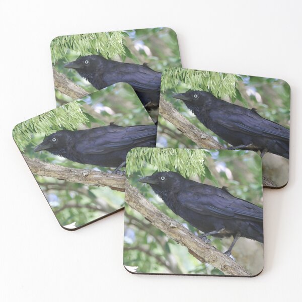 Item preview, Torresian Crow designed and sold by Genevieve Hanlon Art and Photography.