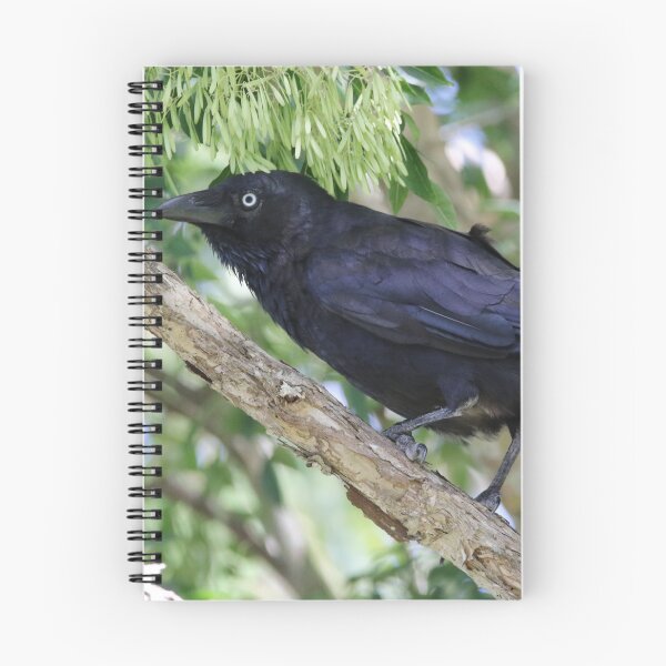 Item preview, Torresian Crow designed and sold by Genevieve Hanlon Art and Photography.