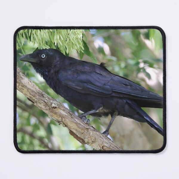 Item preview, Torresian Crow designed and sold by Genevieve Hanlon Art and Photography.