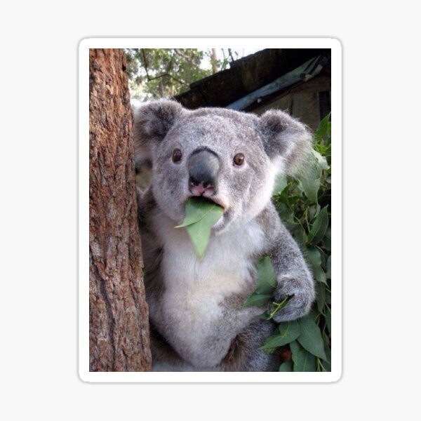 Koala Sticker