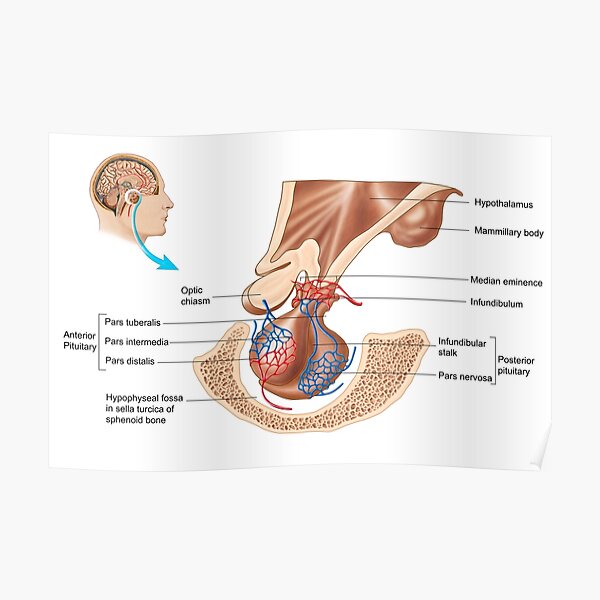 Anatomy of pituitary gland. Poster