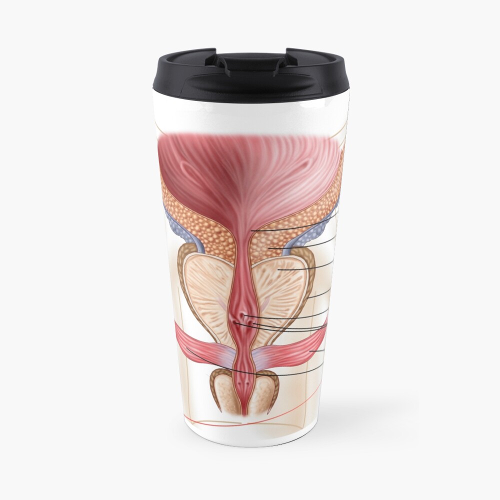 anatomía de la glándula prostática